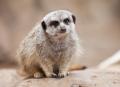 IMG_8519 meerkat